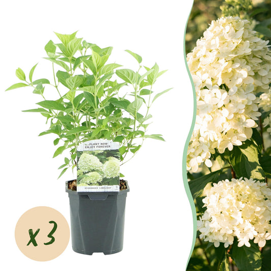 🌸 Hydrangea paniculata ‘Limelight’ – Pluimhortensia | (3 stuks)