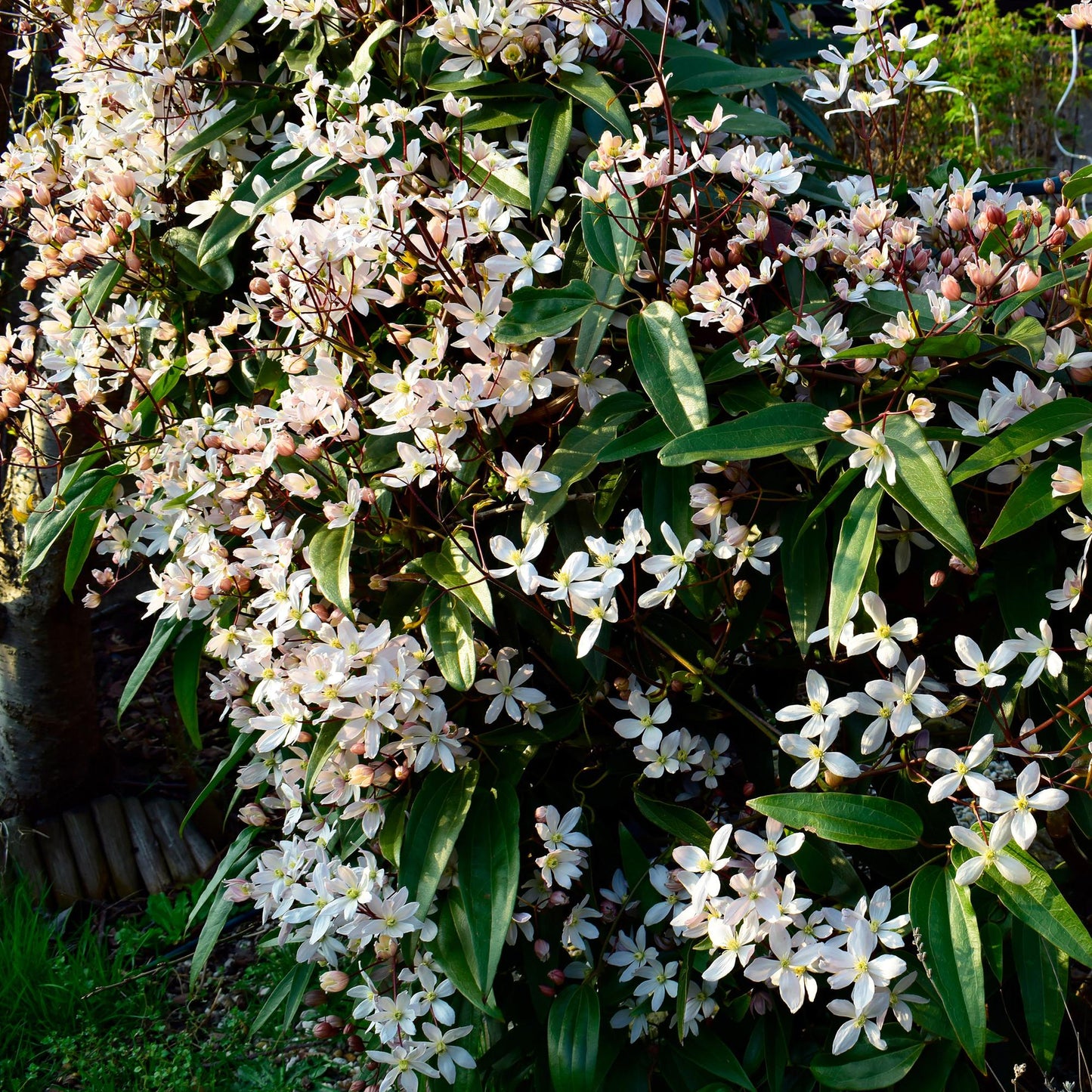 🤍 Clematis armandii – Groenblijvende Klimplant