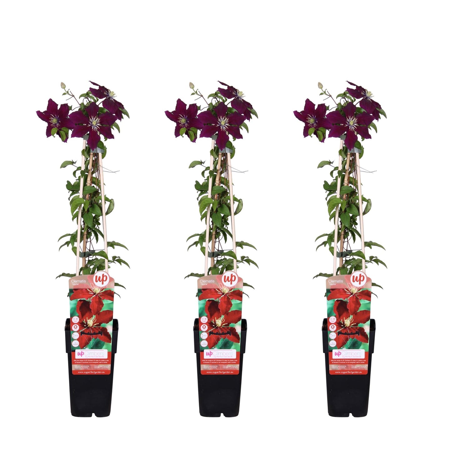 🌸 Clematis ‘Niobe’ – Klimplant (3 Stuks)