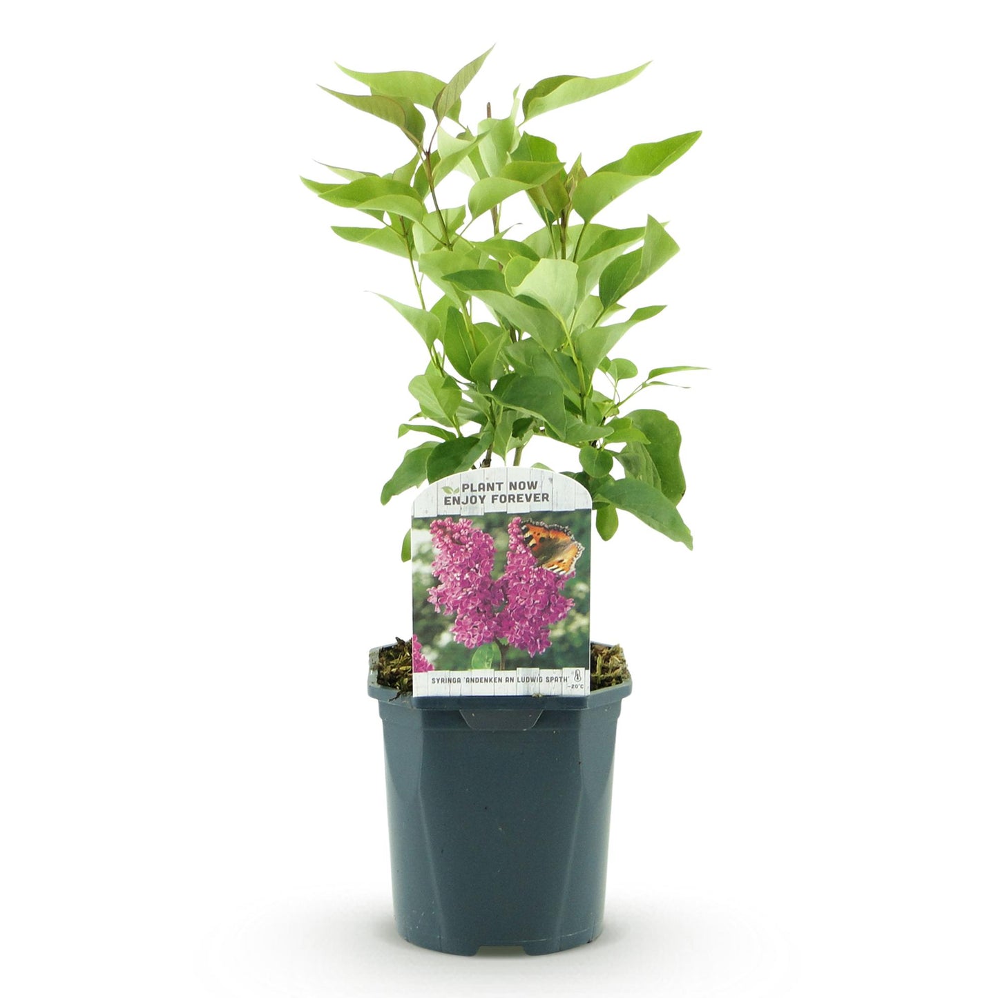 💜 Syringa vulgaris ‘Ludwig Späth’ – Paarse Sering