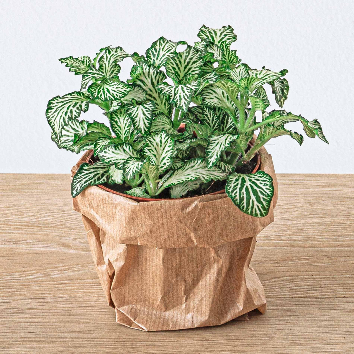 🌿Terrarium Navulling & Startpakket – Ficus Ginseng Bonsai