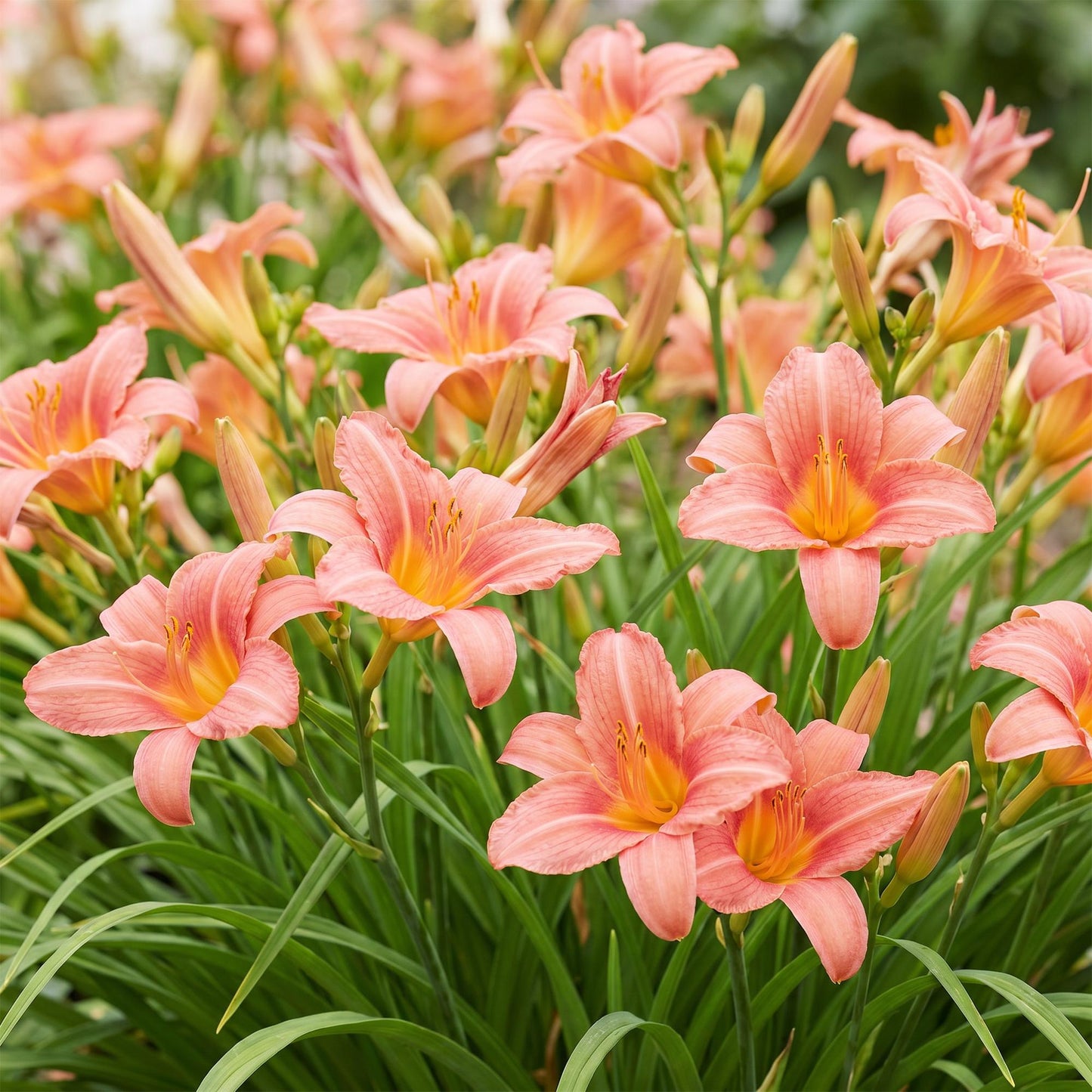 🌿 Hemerocallis 'Pink Damask' – Roze Daglelie | 3 stuks