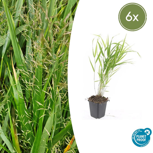 🌾 Hakonechloa macra | Japans Berggras (6 Stuks)