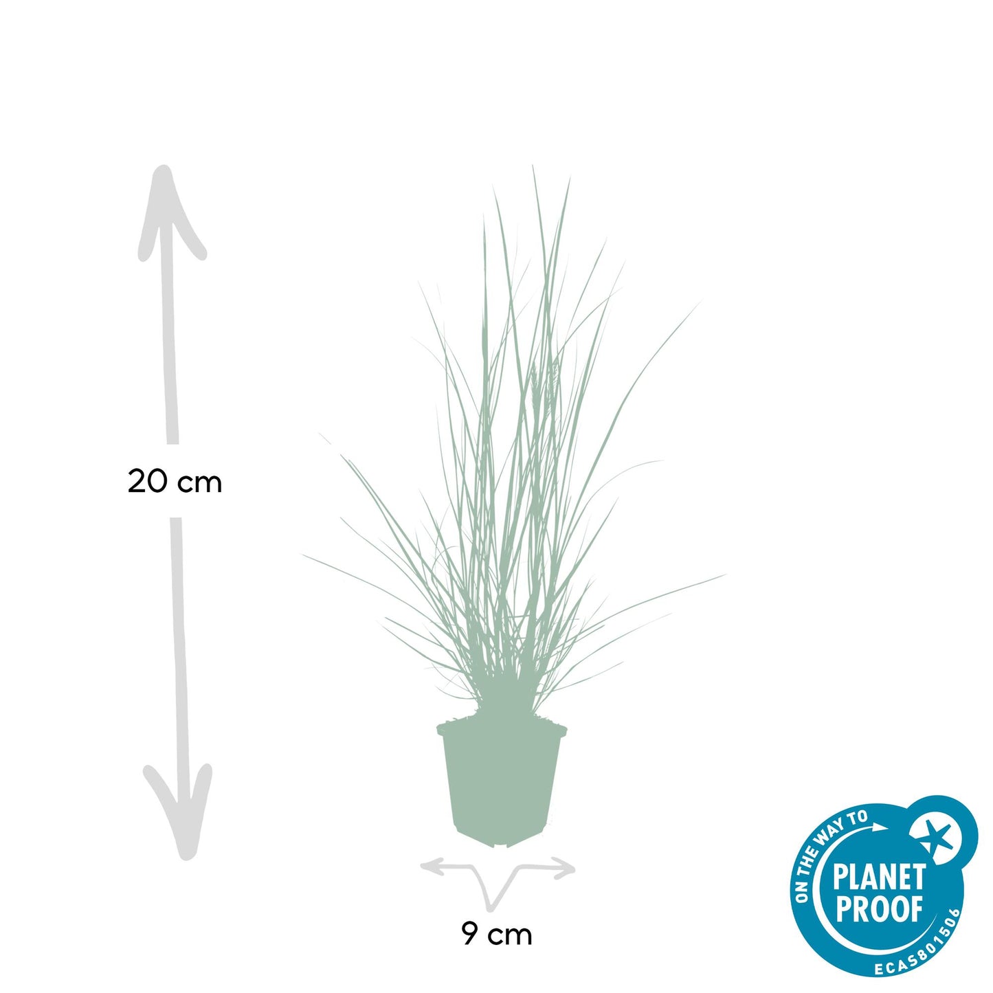 🌾 Pennisetum alopecuroides 'Hameln' – Lampenpoetsersgras (24 stuks)