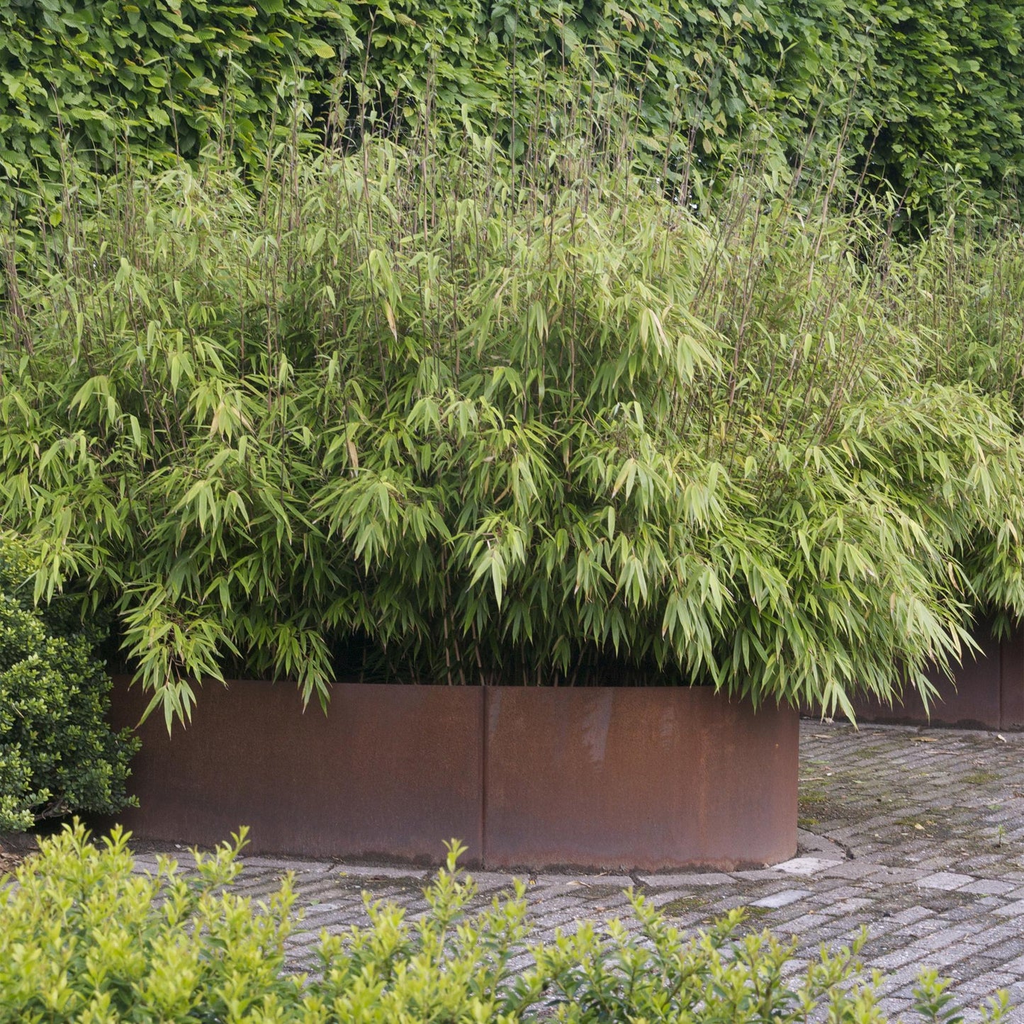 🎋 Fargesia nitida ‘Black Dragon’ | Niet-woekerende Bamboe (2 stuks)