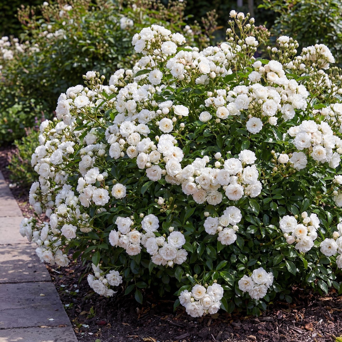 🤍 Rosa 'White Fairy' | Compacte Witte Rozen voor Tuin & Balkon (3 stuks)