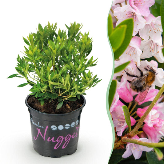 🌸 Dwerg Rhododendron ‘Bloombux Light Pink’ – Bloeiende Buxus