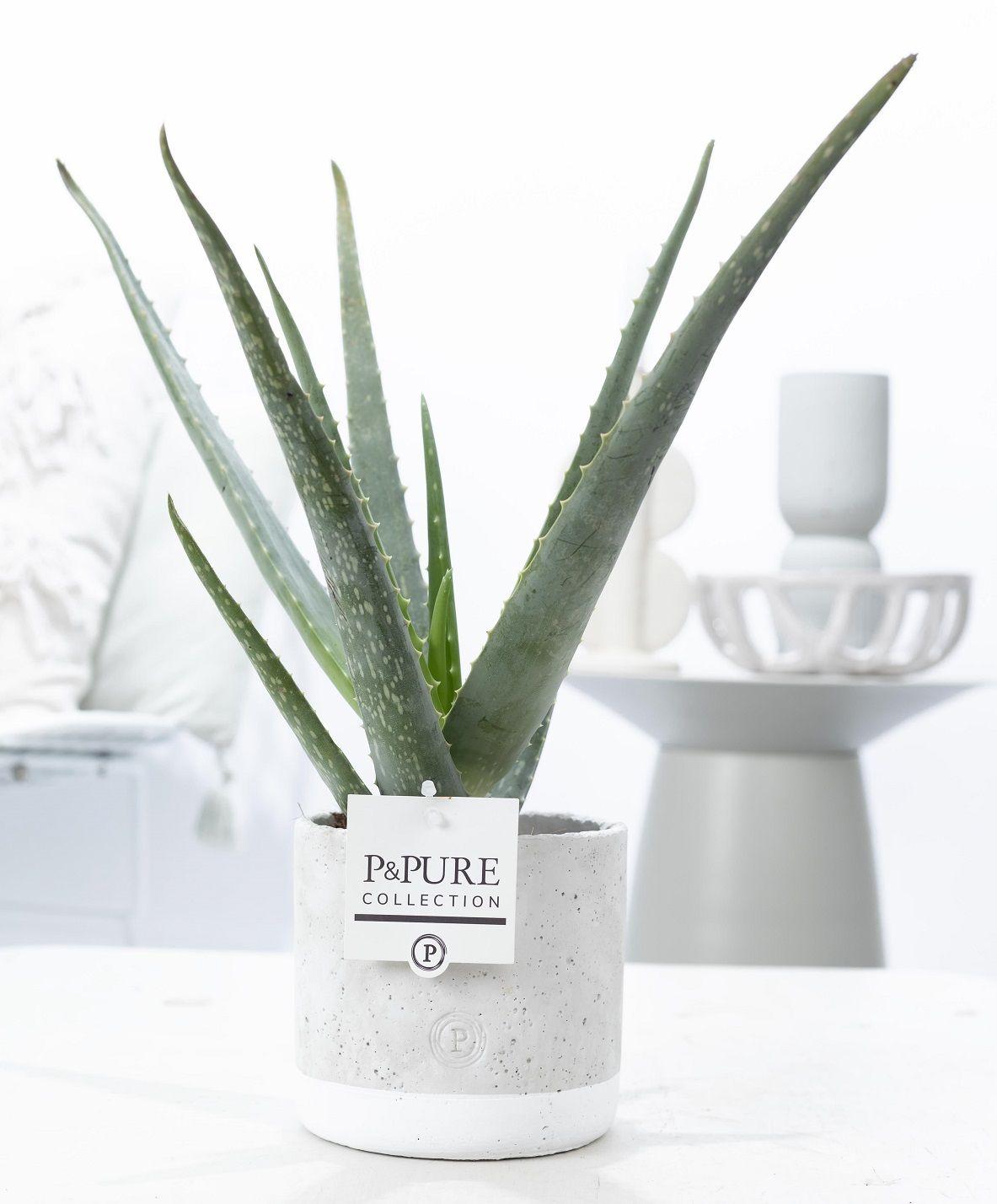 🌿 Aloe Vera – In P&PURE Jade Ceramics – Ø12 cm – ↕45 cm