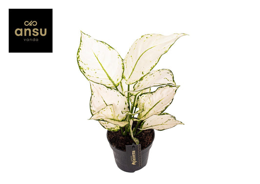 🌿 Aglaonema White Joy | Luchtzuiverende Kamerplant