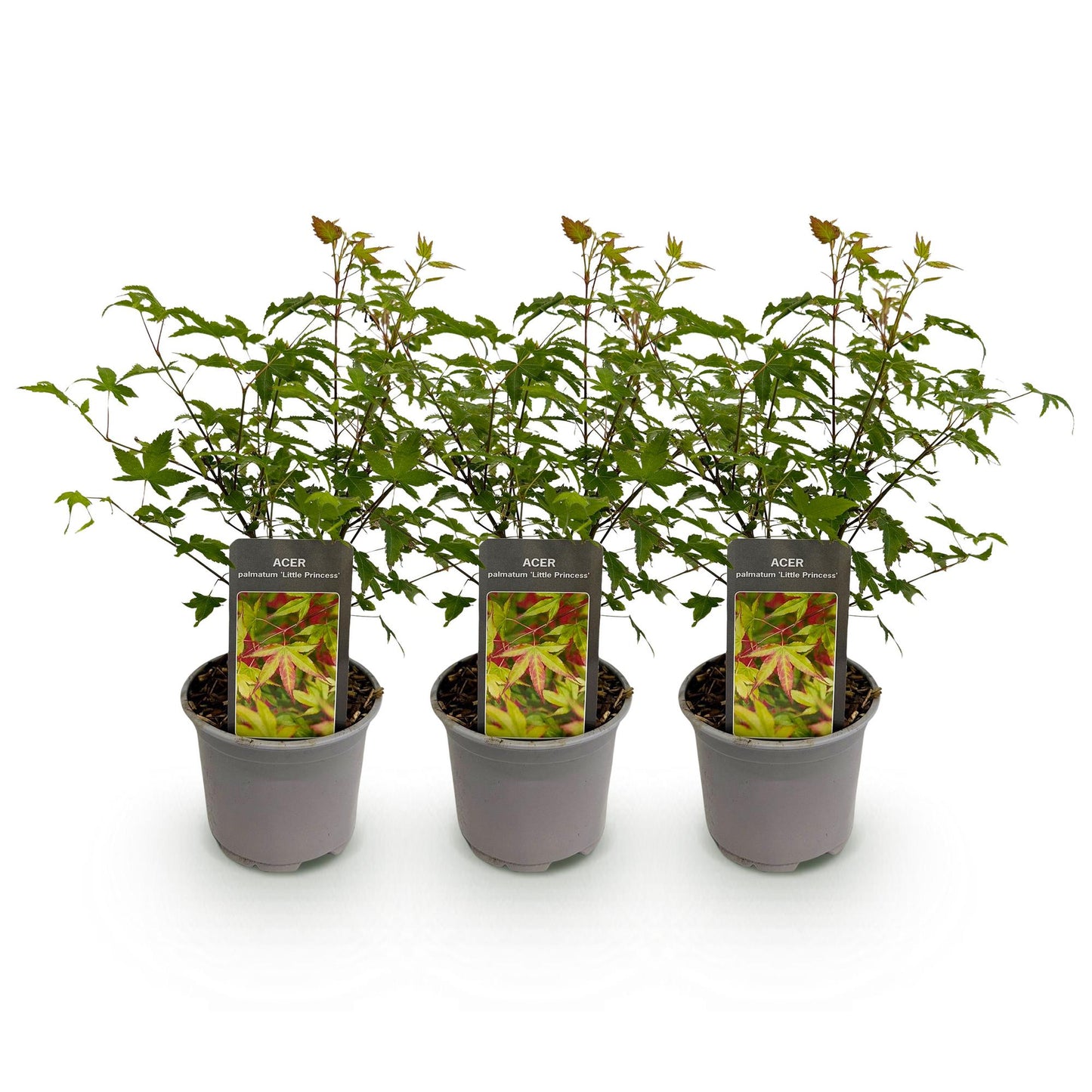 🍁 Acer palmatum ‘Little Princess’ – Groene Japanse Esdoorn | (3 stuks)