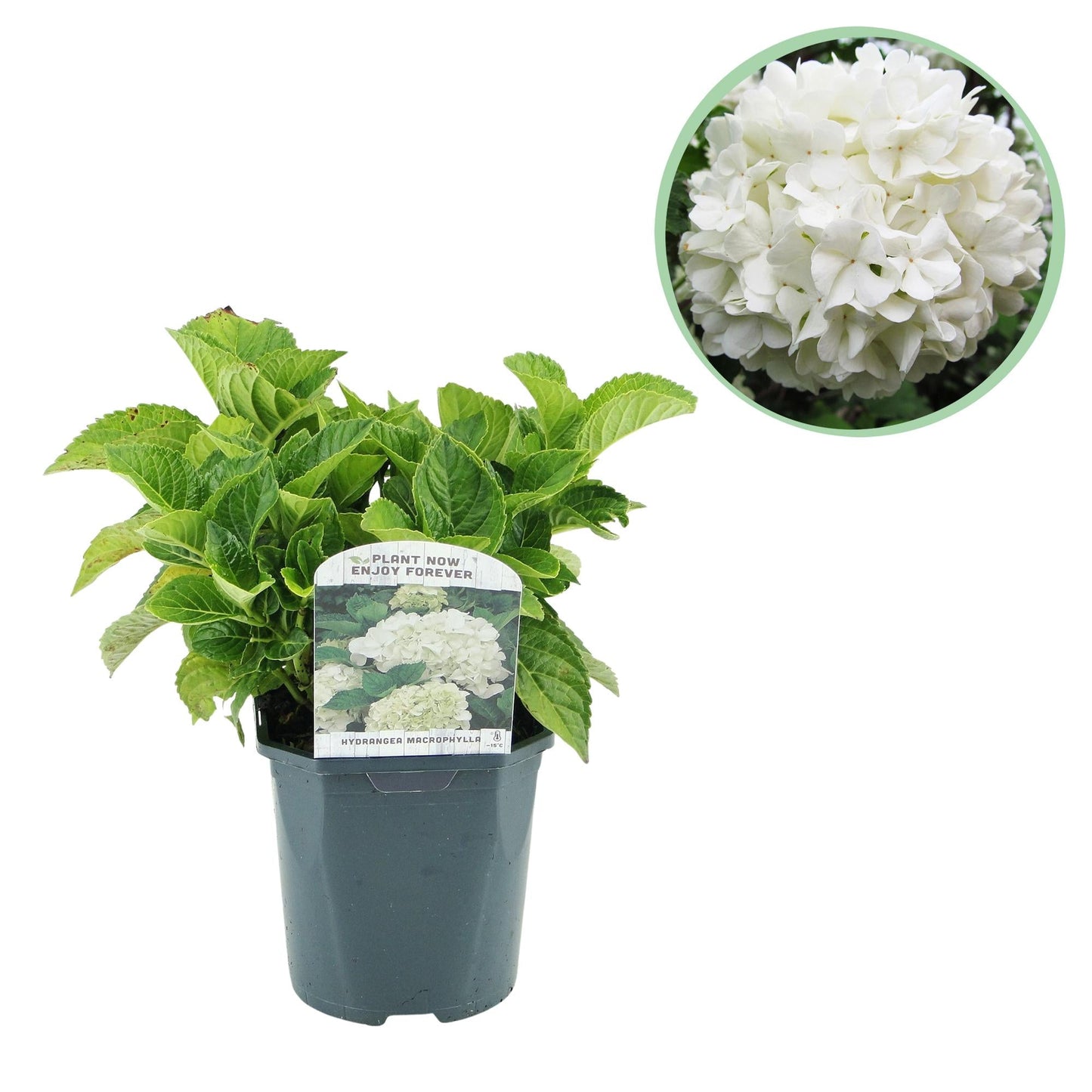 🤍 Hydrangea macrophylla – Witte Hortensia