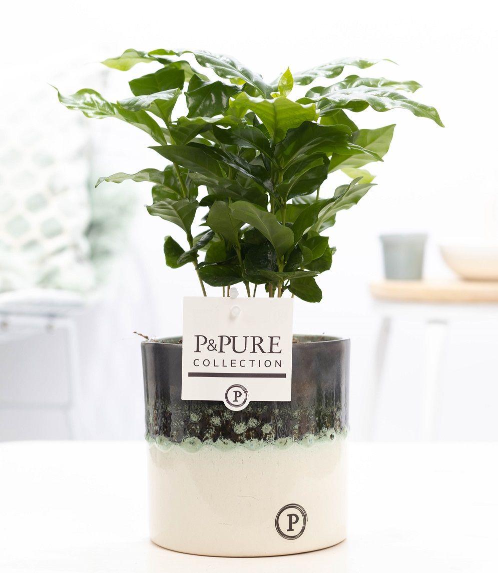 ☕ Coffea arabica – In P&PURE Illusion Ceramics