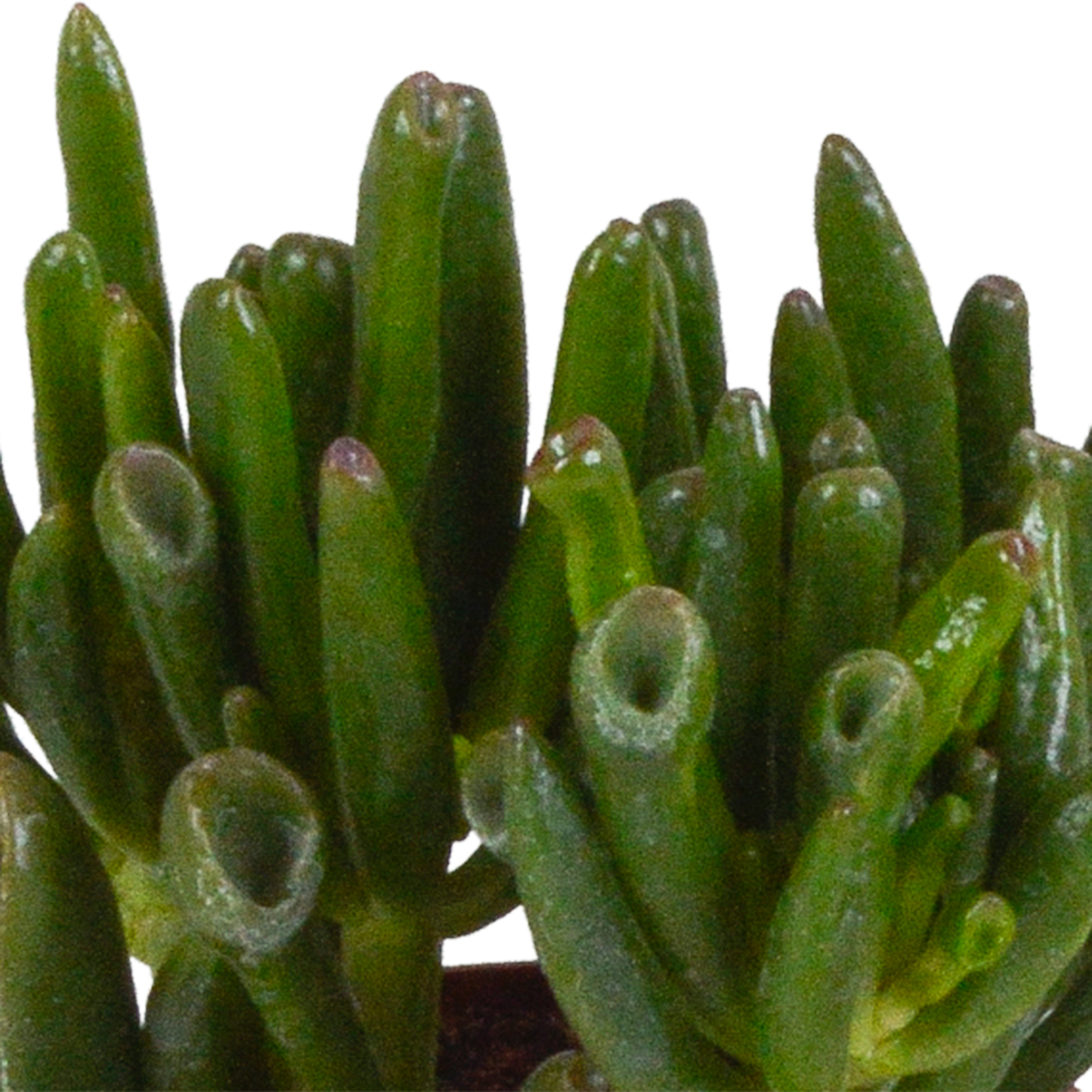 🌵 Crassula Mix – In terracotta pot (3 stuks)