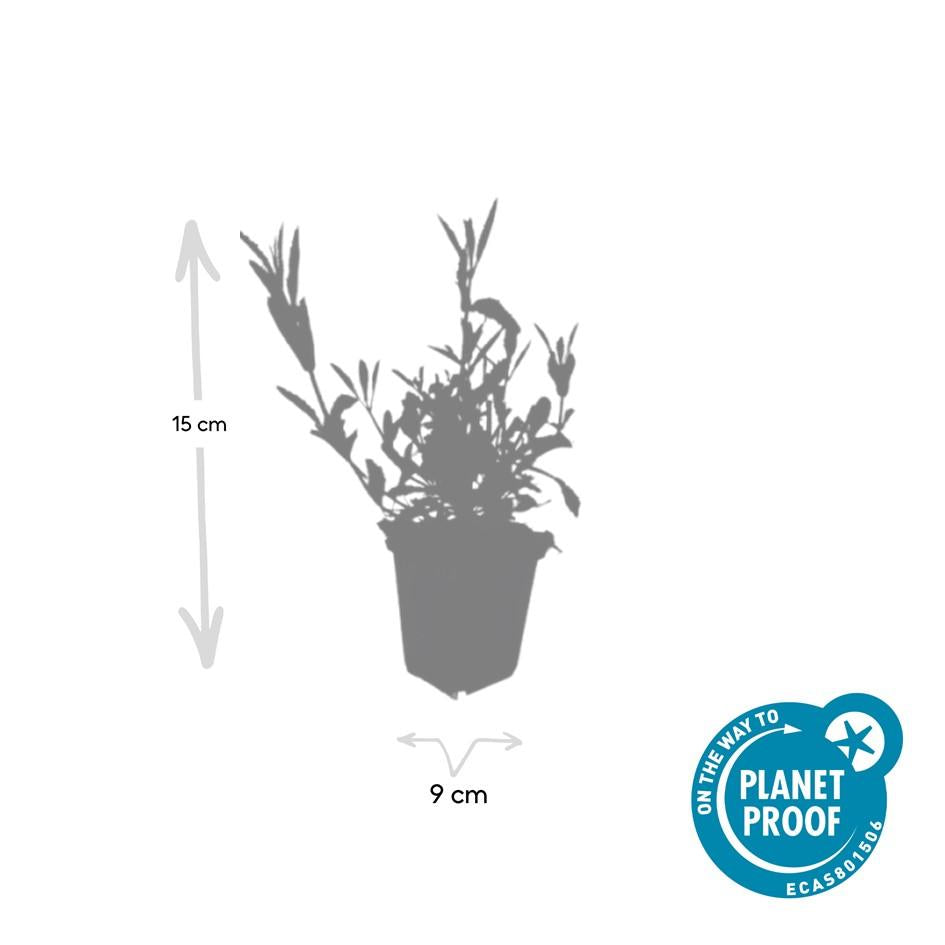 🦋 Verbena bonariensis – IJzerhard (6 Stuks)