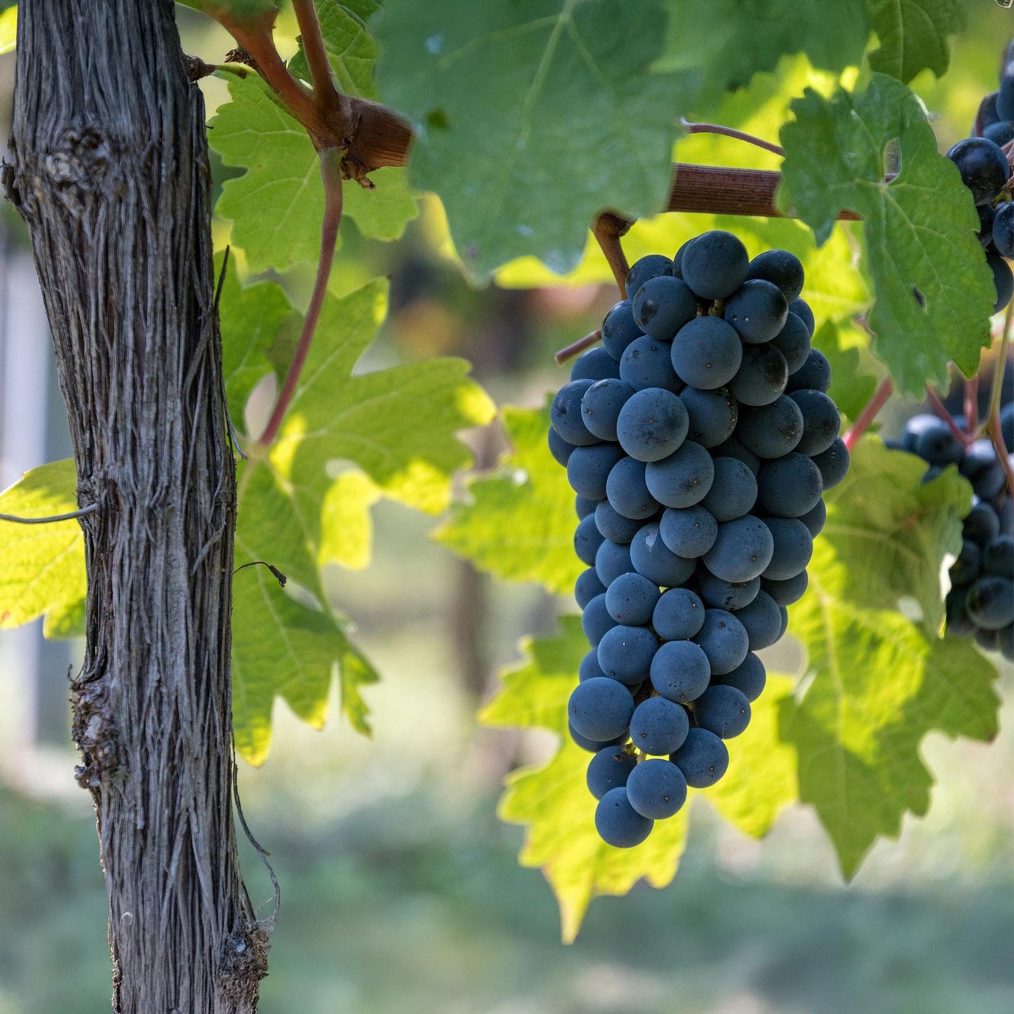 🍇 Vitis vinifera ‘Boskoop Glory’ – Blauwe Druif (2 Stuks)