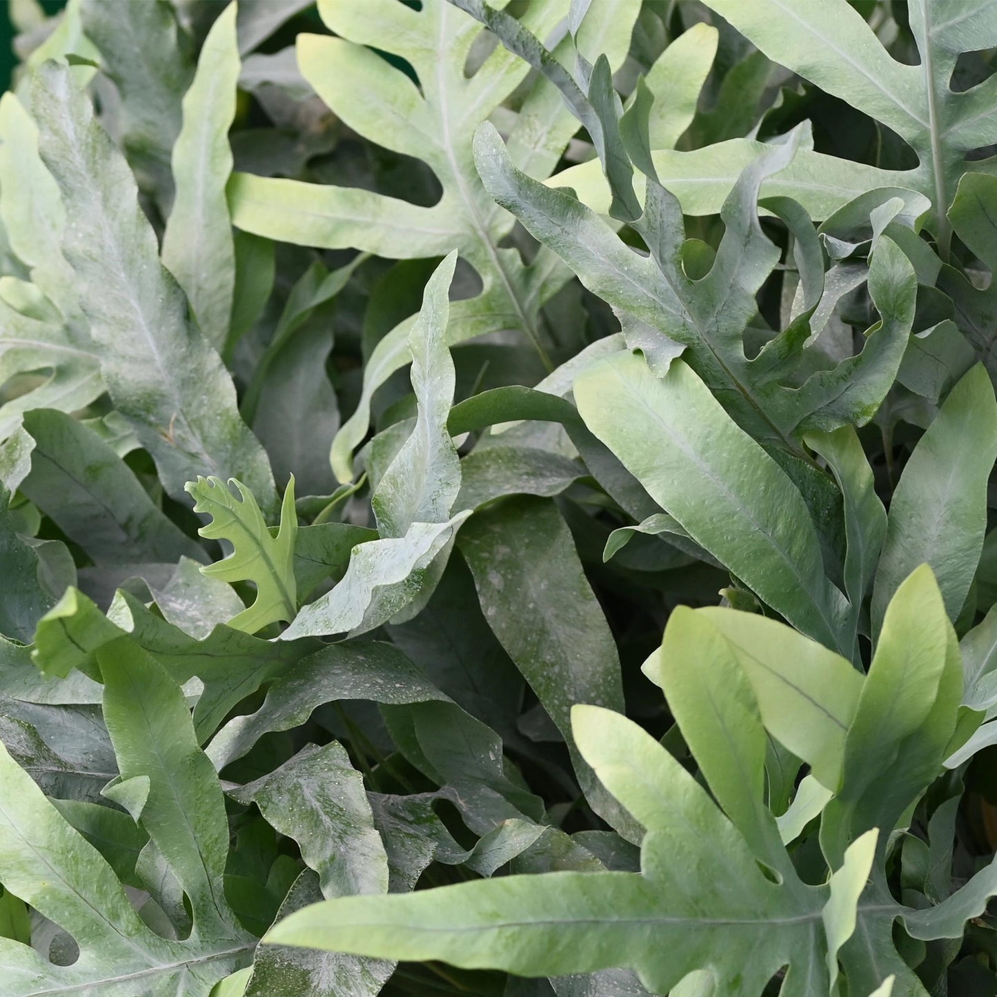 🌿 Phlebodium Blue Star | Diervriendelijke Blauwe Varen met Witte Pot (2 stuks)