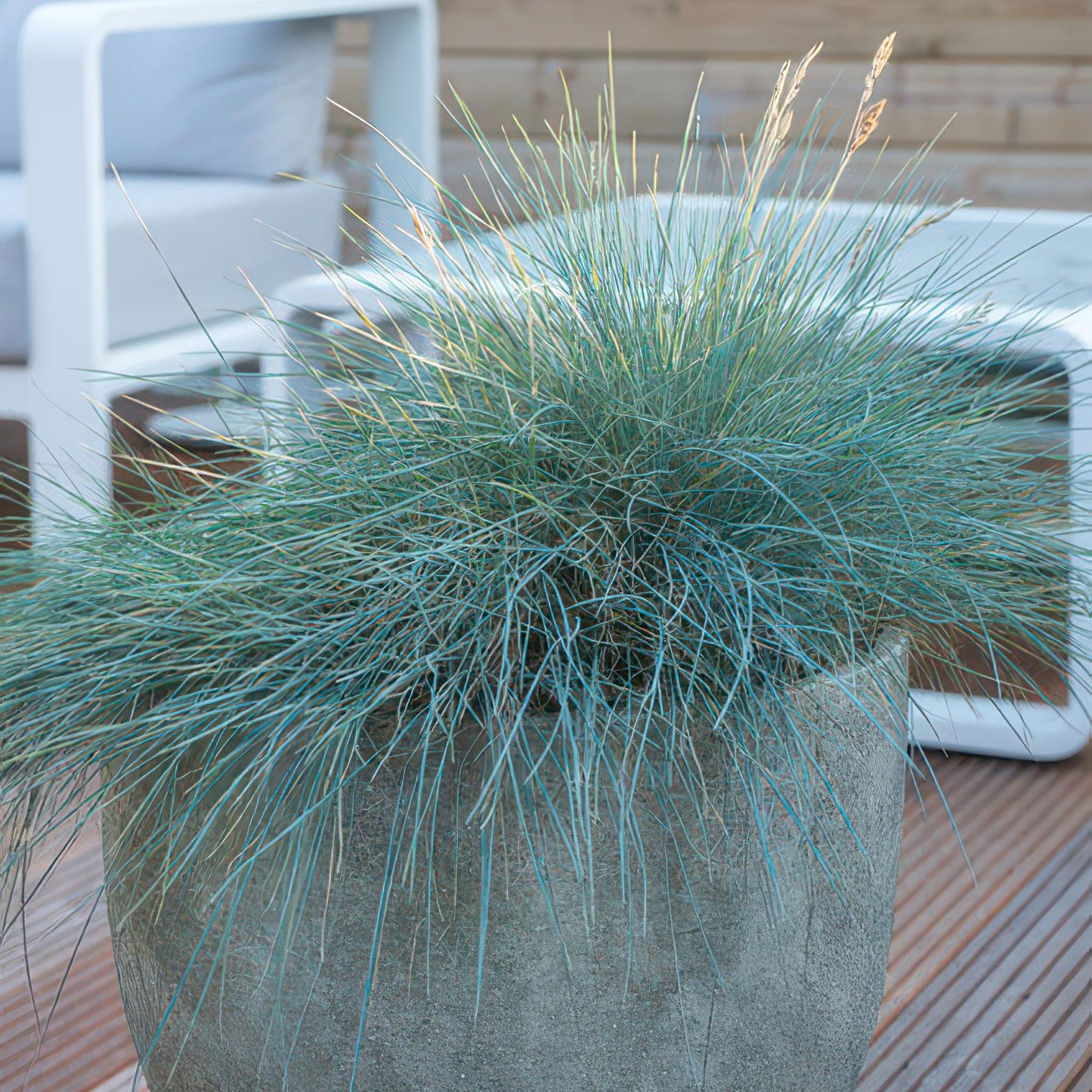 🌾 Festuca glauca ‘Elijah Blue’ | Blauw Siergras (48 Stuks)
