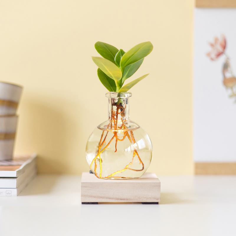 💡 Glowplant – Clusia in Vaasje met Lampje