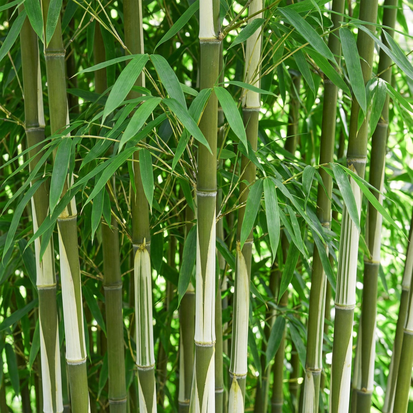 🎋 Fargesia robusta ‘Pingwu’ | Niet-woekerende Bamboe (2 stuks)