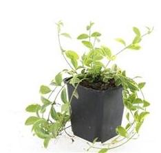 🌿 Vinca minor ‘Aureovariegata’ – Winterharde Geelbonte Bodembedekker (48 stuks – ca. 4–8 m²)