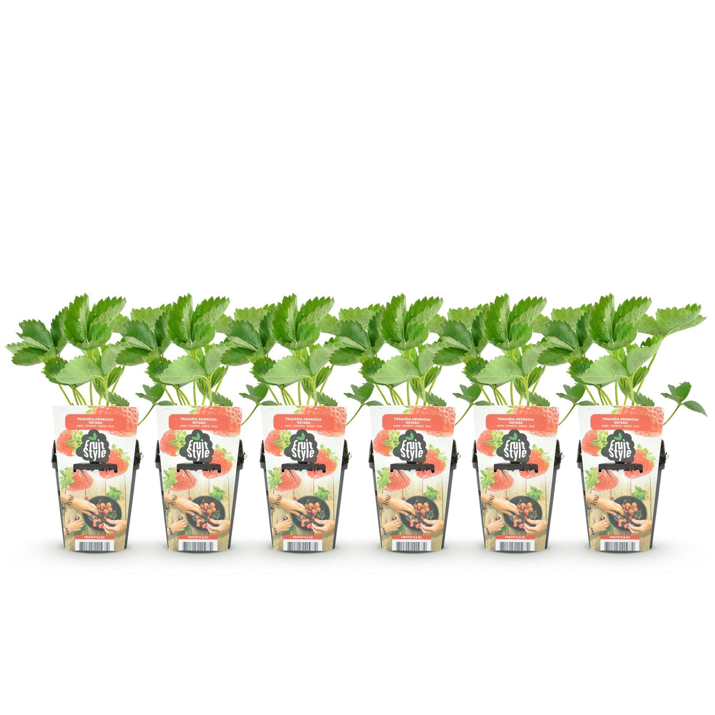 🍓 Fragaria ‘Elvira’ – Aardbeiplant | (6 stuks)
