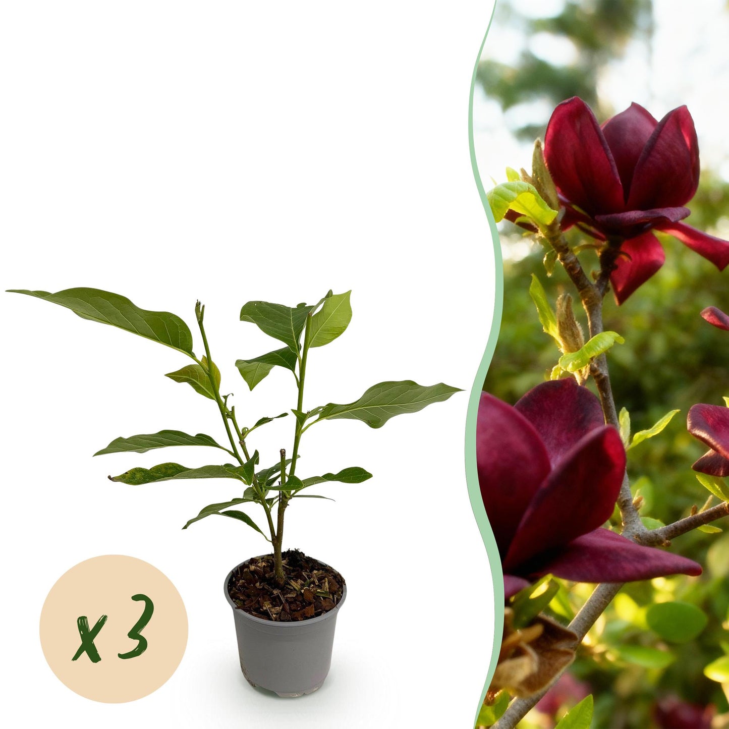 🌺 Magnolia ‘Genie’ – Paarse Magnolia | (3 stuks)