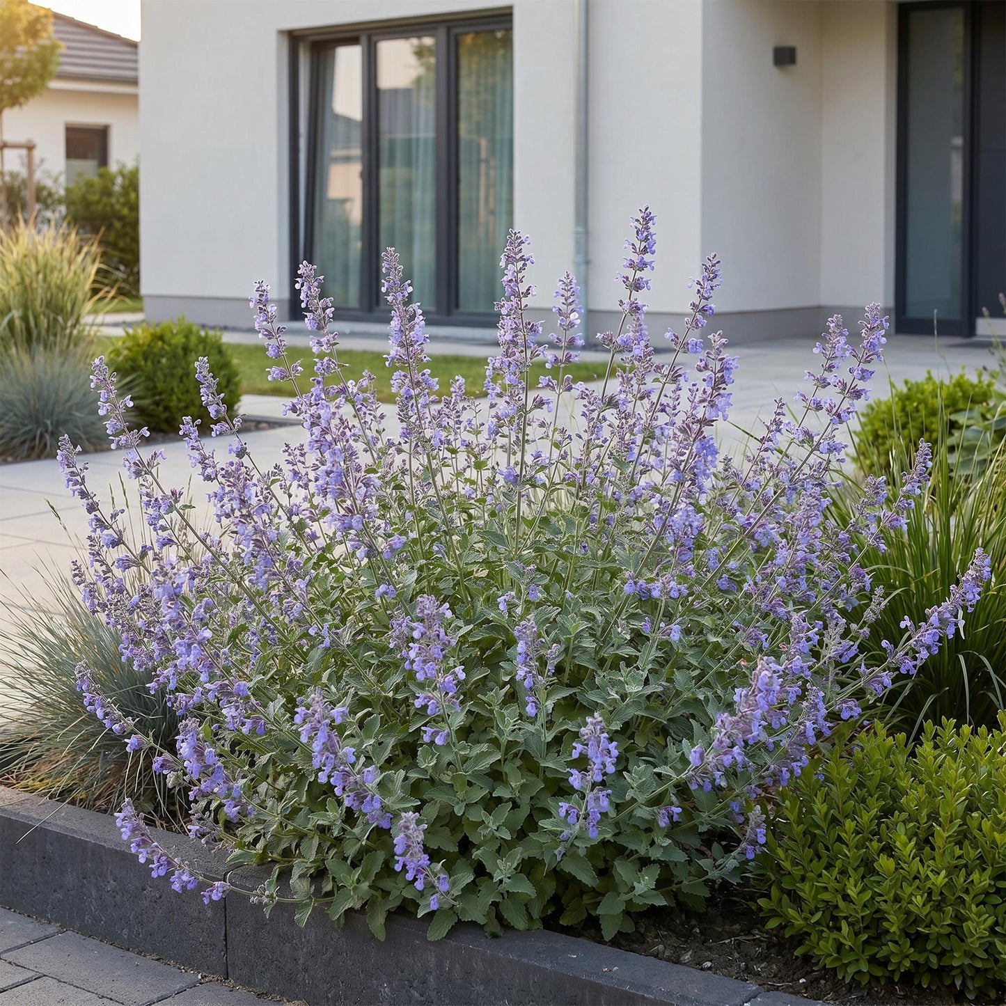 🌿 Nepeta × faassenii 'Walker's Low' – Kattenkruid | 3 stuks