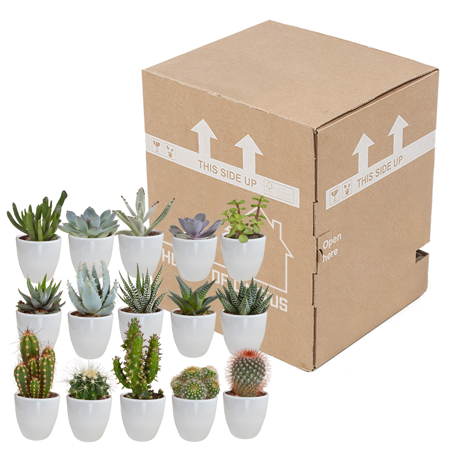 🌵 Cactus & Vetplanten Mix –  In witte pot (15 stuks)