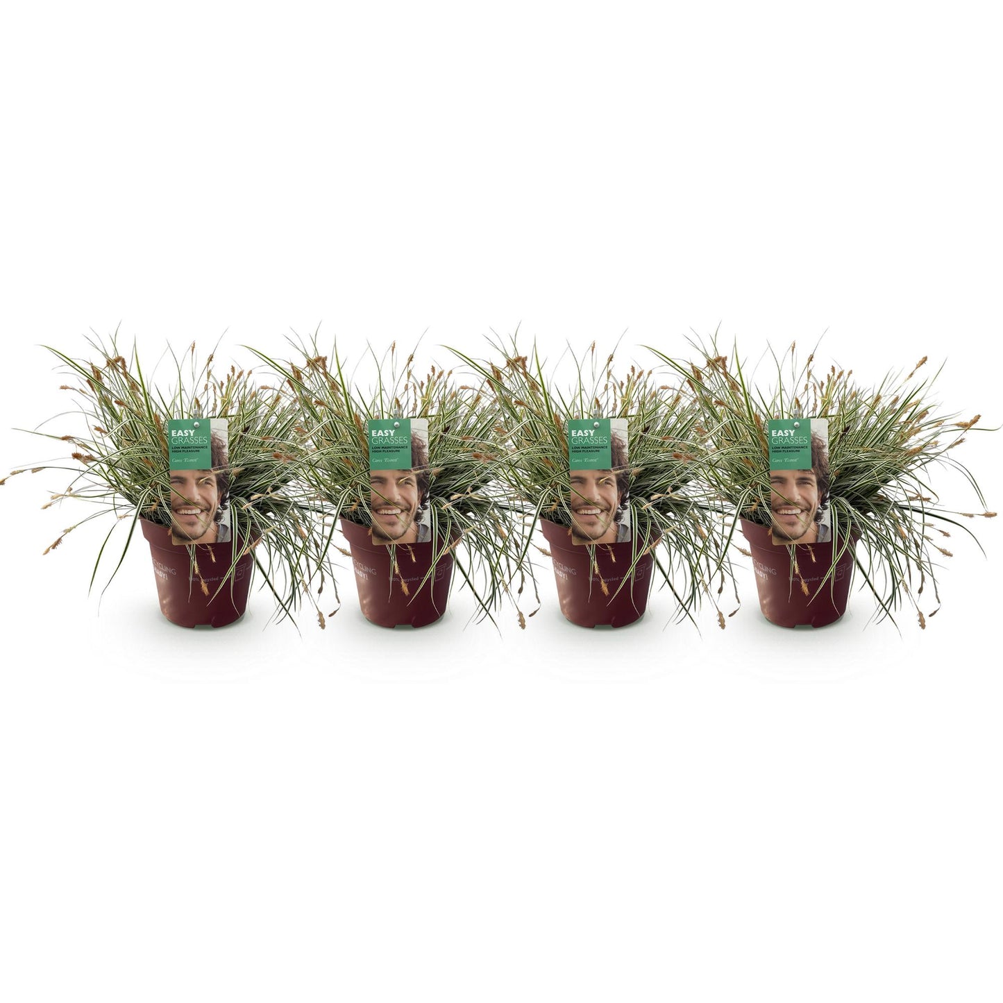 🌾 Carex oshimensis ‘Everest’ – Witgroen Siergras | (4 stuks)