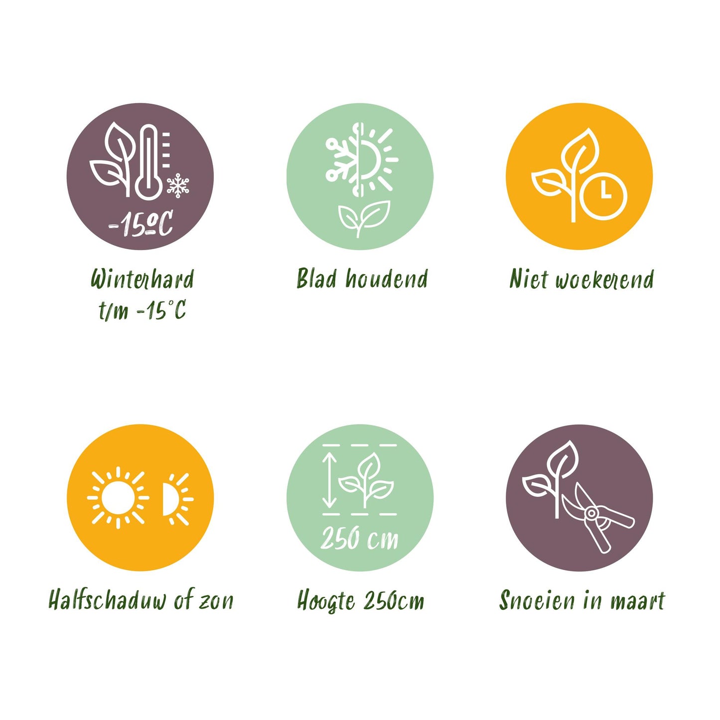 🎋 Fargesia robusta ‘Pingwu’ | Niet-woekerende Bamboe (2 stuks)