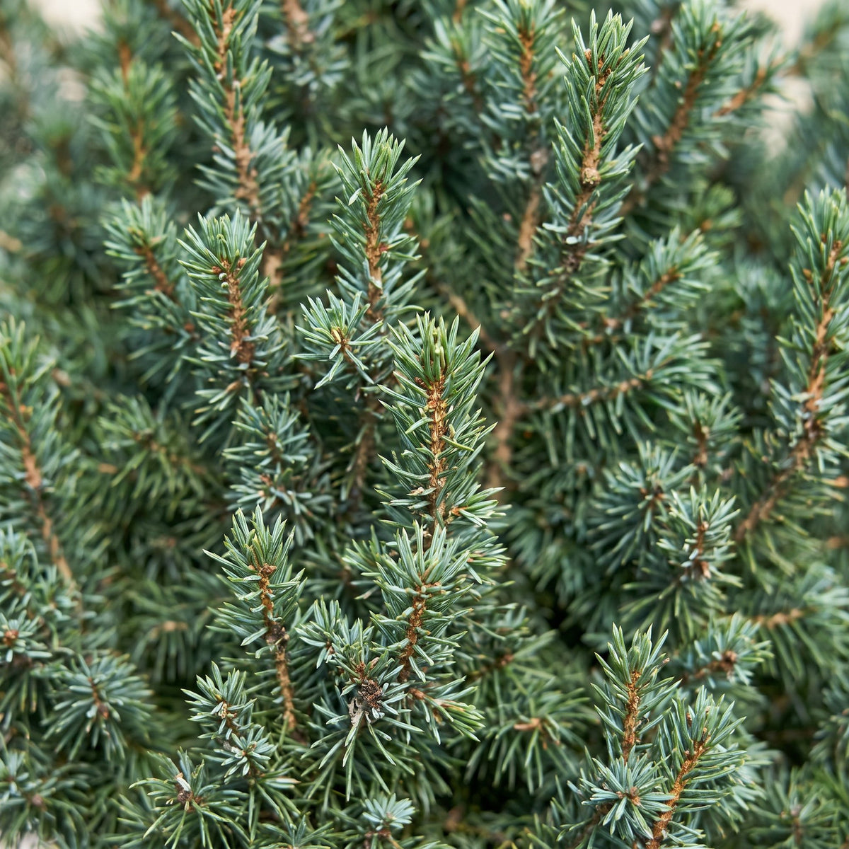 🎄 Picea glauca ‘Sander’s Blue’ – Blauwe kegelspar voor een sfeervolle kerst