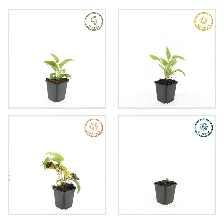 🌸 Echinacea purpurea ‘White Swan’ – Zonnehoed (6 Stuks)