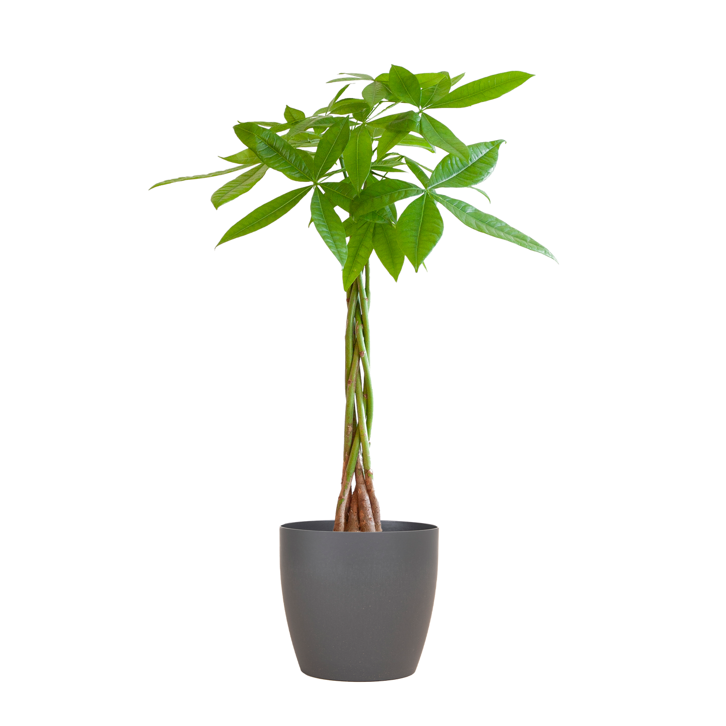 💰 Pachira Aquatica – Geluksboom met Vibers Pot Grijs