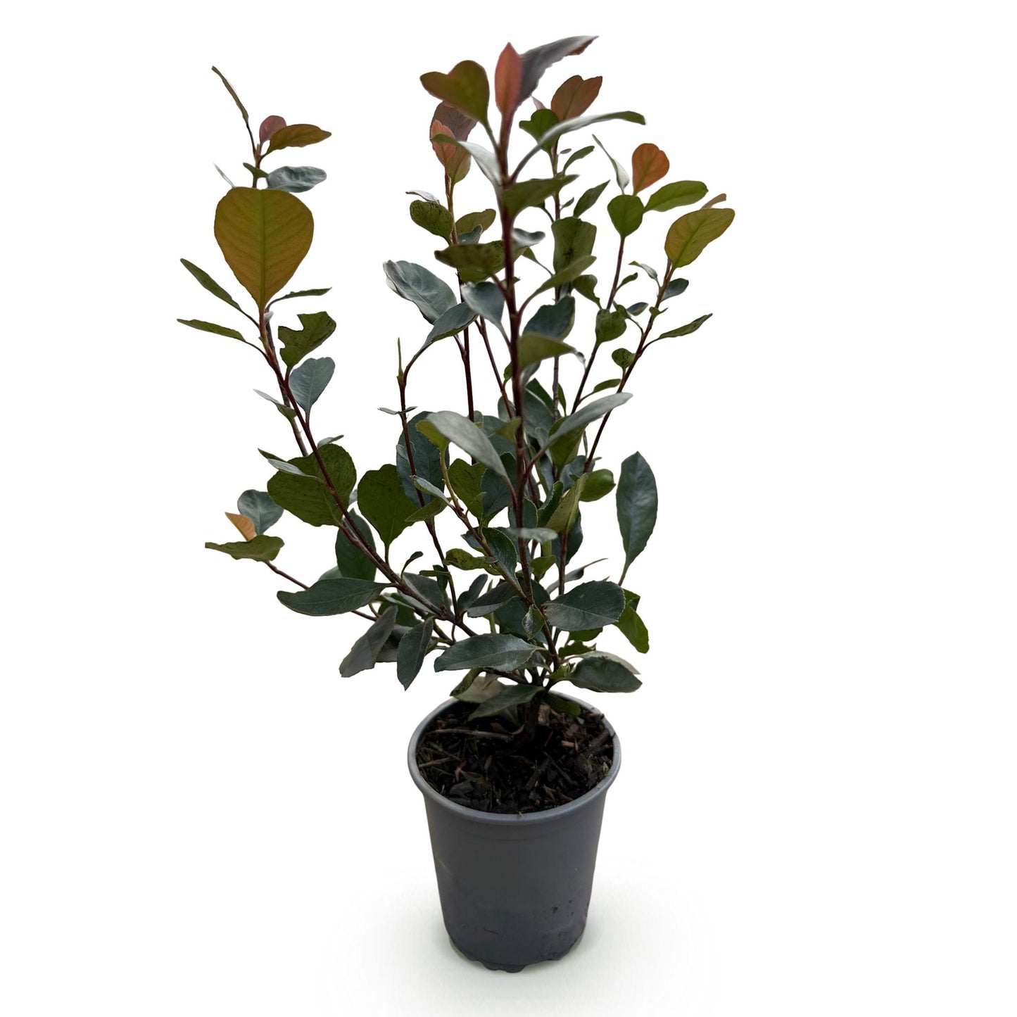 🌿 Photinia ‘Little Red Robin’ | Compacte Haagplant (8 Stuks)
