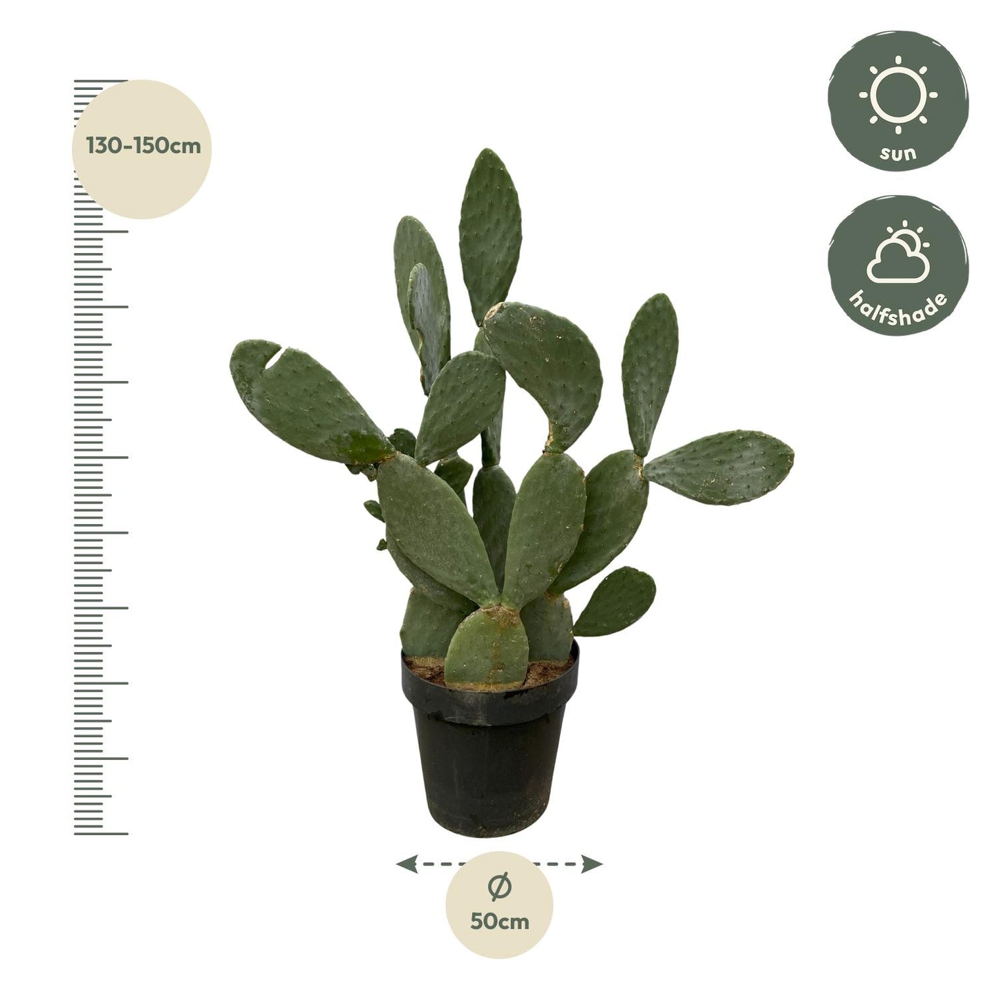 🌵 Cactus Opuntia