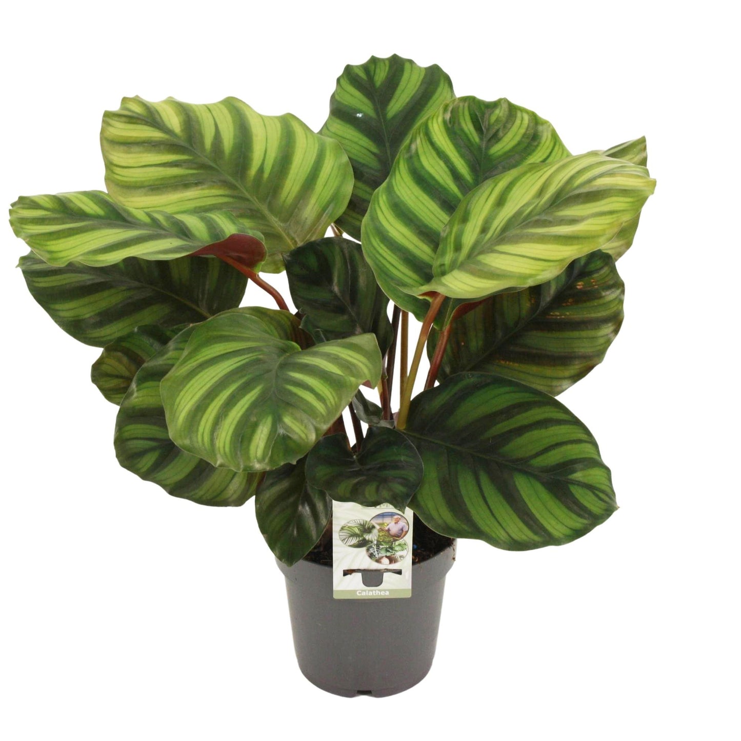 🌿 Calathea Fasciata | Luxe Kamerplant met Strepen