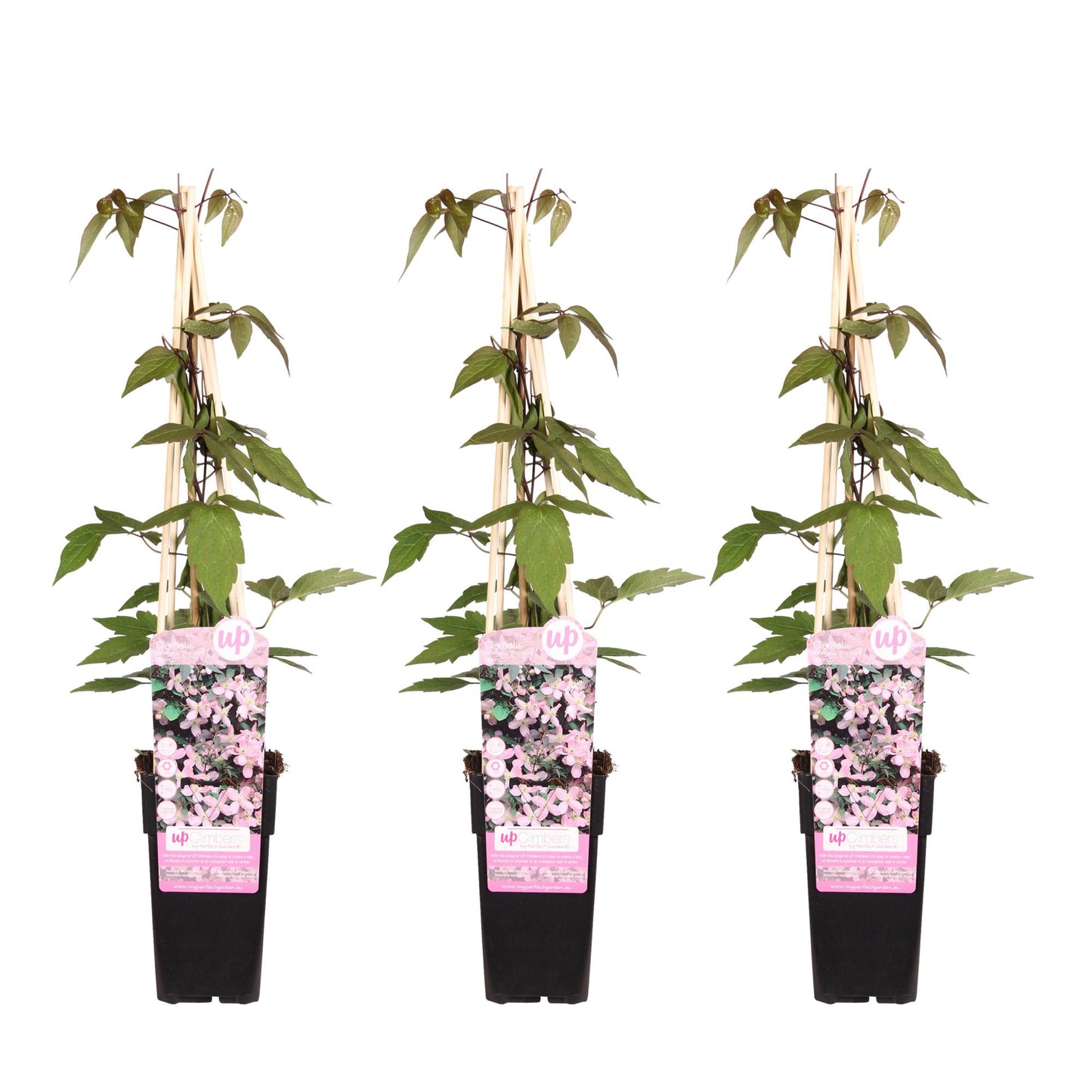 🌸 Clematis montana ‘Fragrant Spring’ – Geurende Klimplant (3 Stuks)