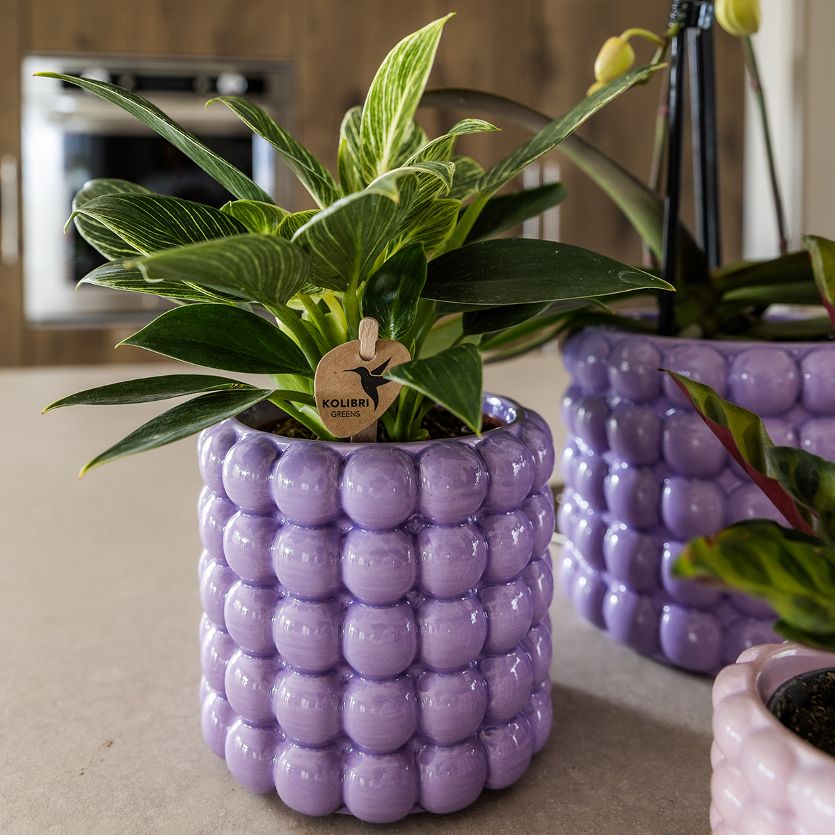 🌸 Plantenset ‘Poppy Paars’ | Orchidee & Groene Plant met Potten
