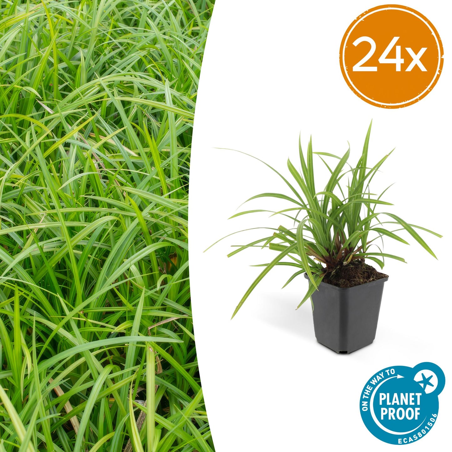 🌿 Carex ‘Irish Green’ – Wintergroene Bodembedekker (24 stuks)