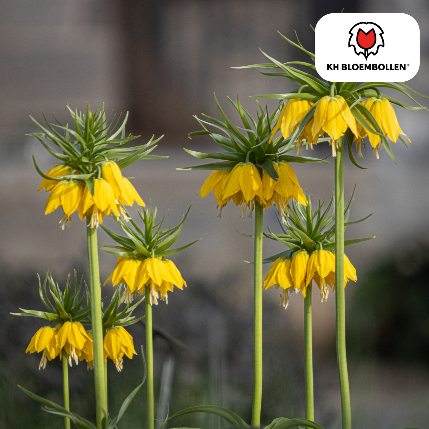 🌼 Fritillaria imperialis ‘Lutea’  Keizerskroon Geel & Insectenwerend (5 stuks)