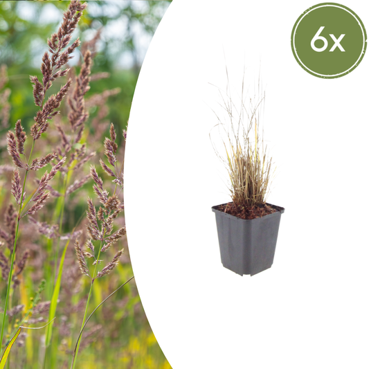 🌾 Calamagrostis brachytricha | Bloeiend Siergras (6 Stuks)