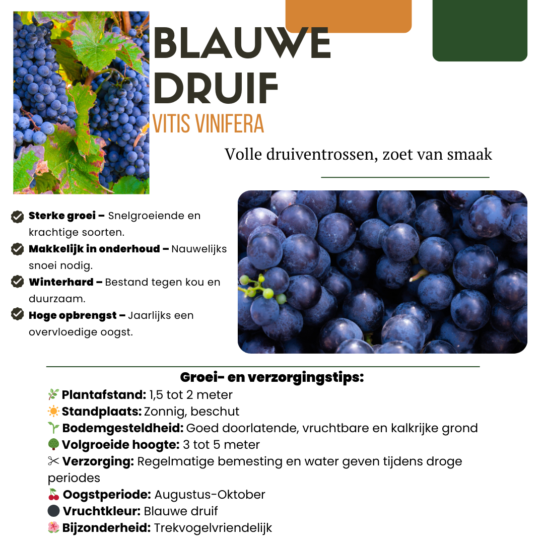 🍇 BIO Fruitplanten Mix ‘Vruchten Oase’ (5 Stuks)