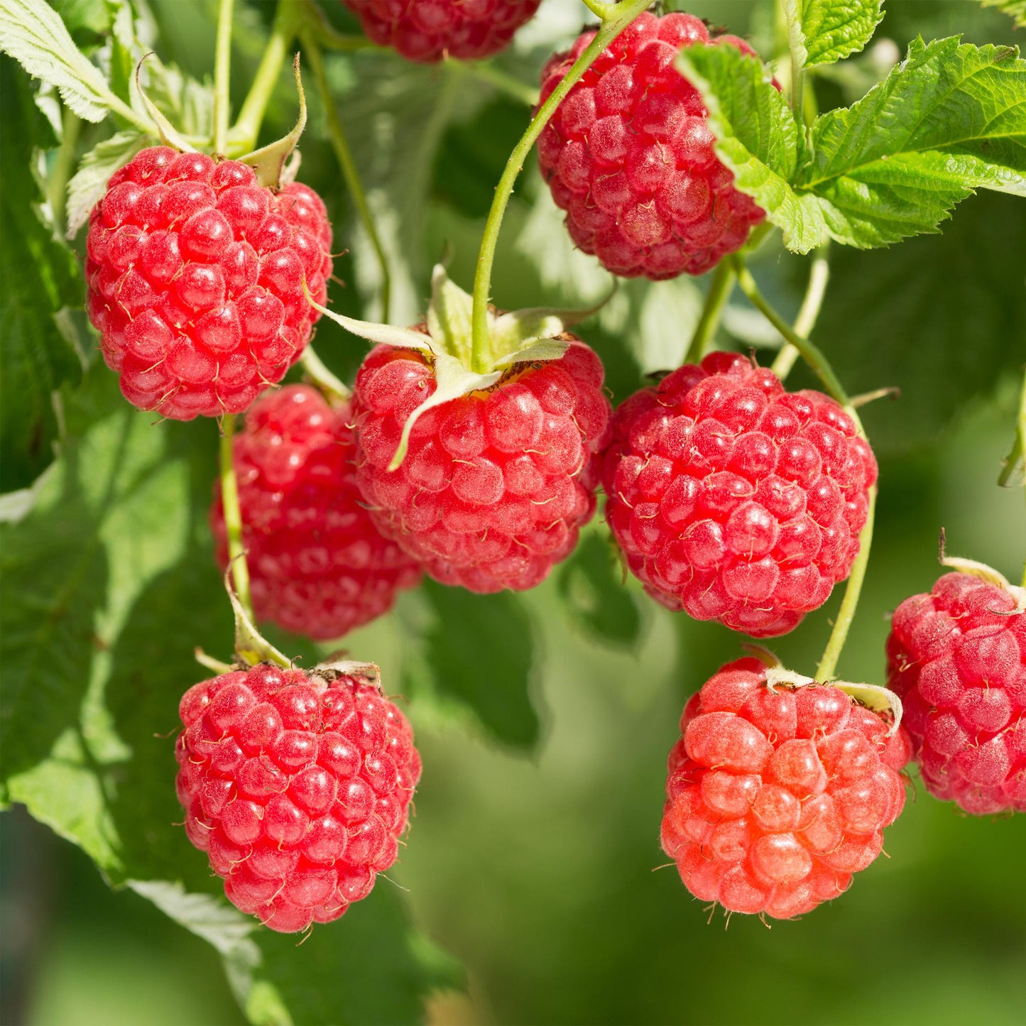 🍓 Rubus idaeus ‘Malling Promise’ – Framboos (2 Stuks)