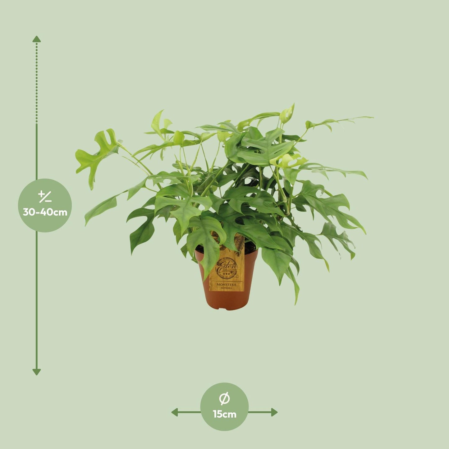 🌿 Monstera Minima | Compacte Klimplant met Tropische Look