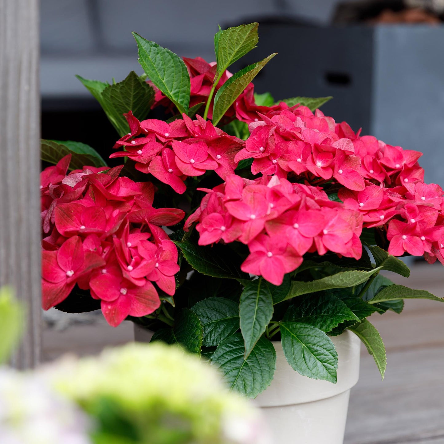 ❤️ Hydrangea ‘Magical Tuesday & Sapphire’ – Rode Hortensia | (2 stuks)