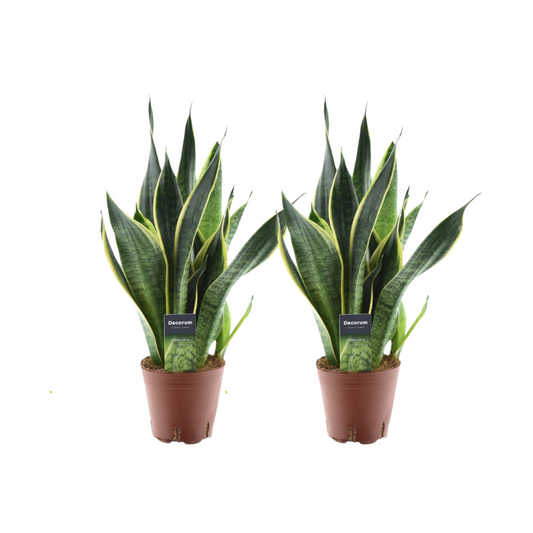 🌿 Sansevieria Futura Superba | Makkelijke Luchtzuiverende Kamerplant (2 stuks)