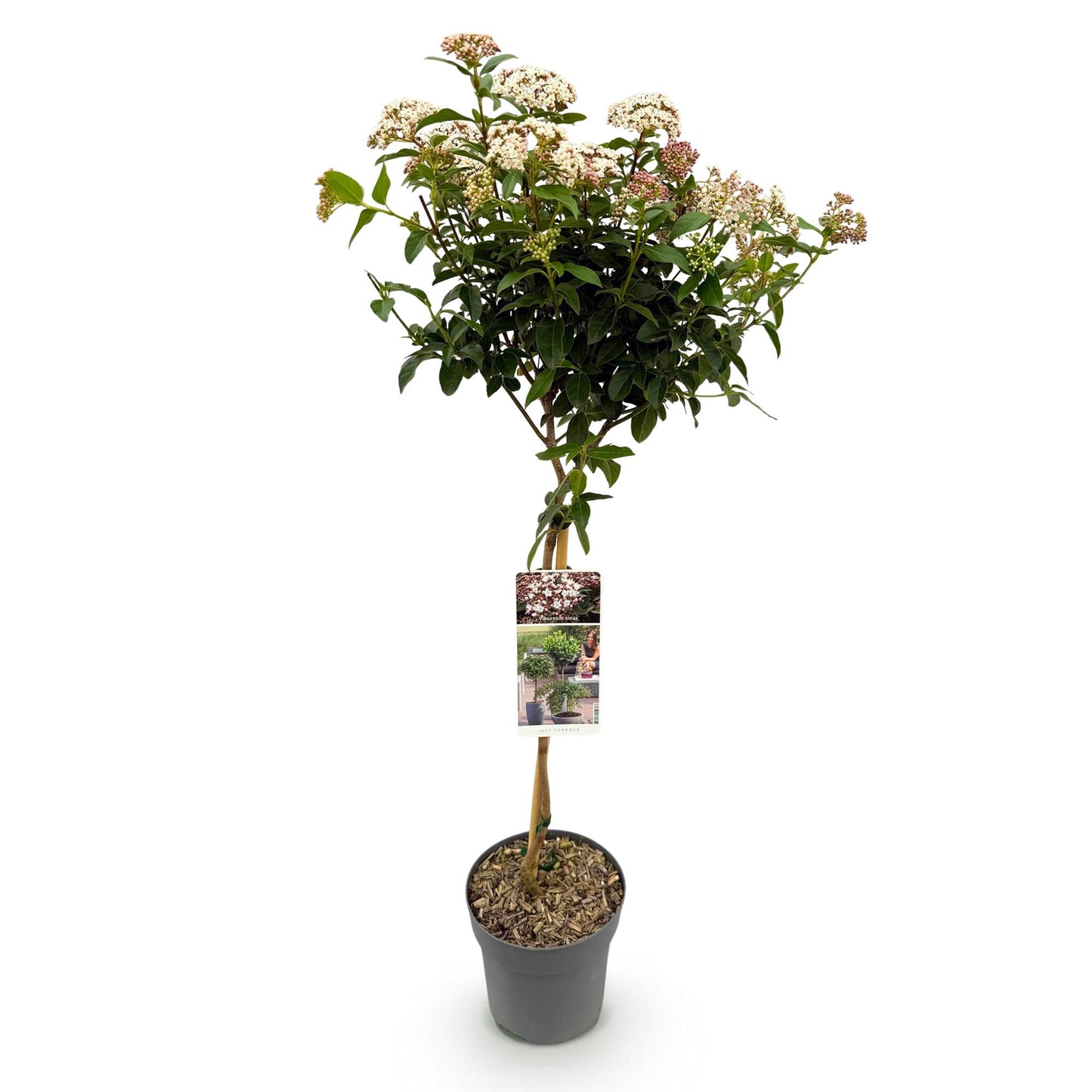 🌿 Viburnum tinus op Stam – Bladhoudende Terrasplant – Winterhard