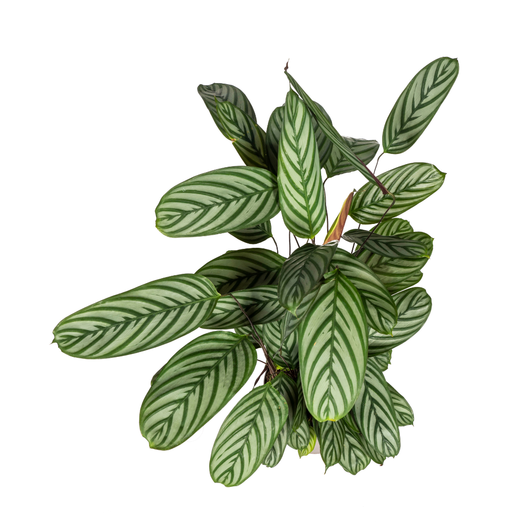 🌿 Calathea Oppenheimiana