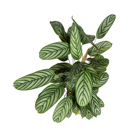 🌿 Calathea Oppenheimiana