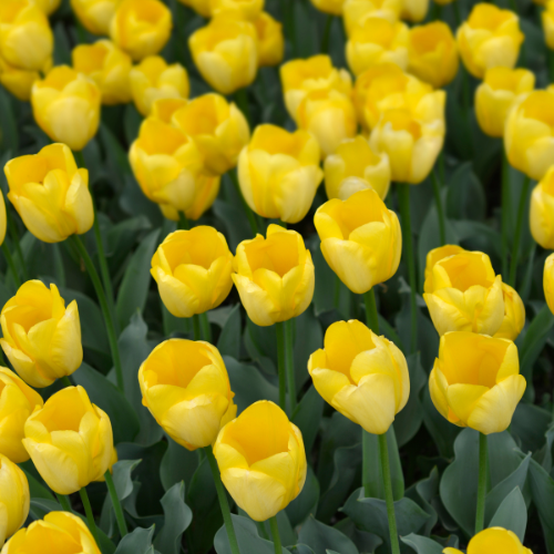 🌷 Tulpenbollen ‘Strong Gold’ – Gele Tulp (20 Stuks)